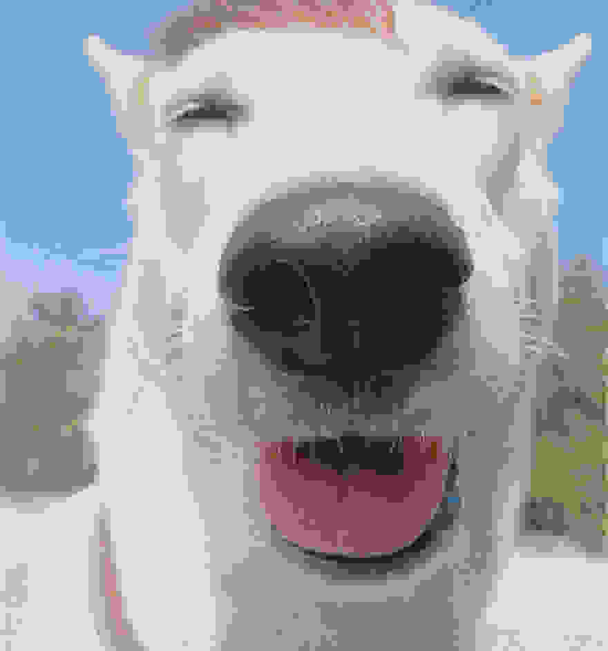 happy-dog-photography-gluta-thailand-25.jpg