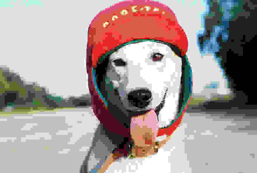 happy-dog-photography-gluta-thailand-3.jpg