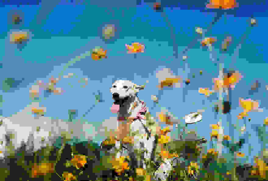 happy-dog-photography-gluta-thailand-4.jpg