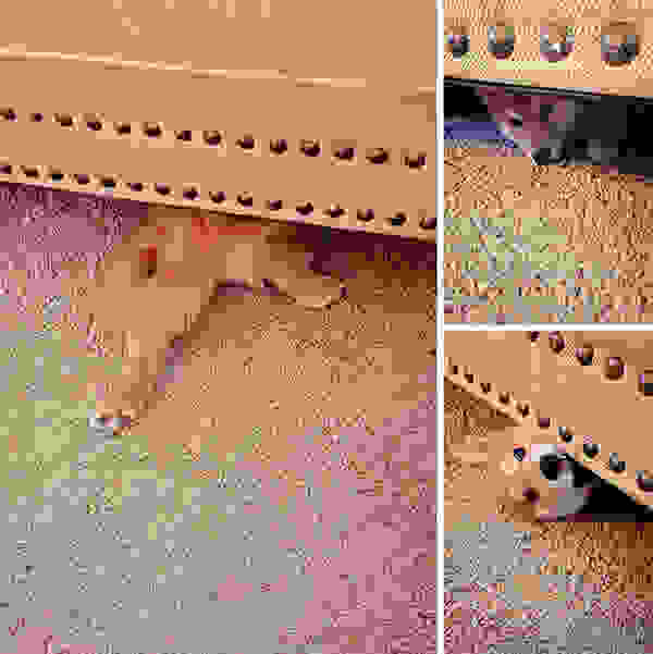 hiding-ninja-funny-dogs-241.jpg
