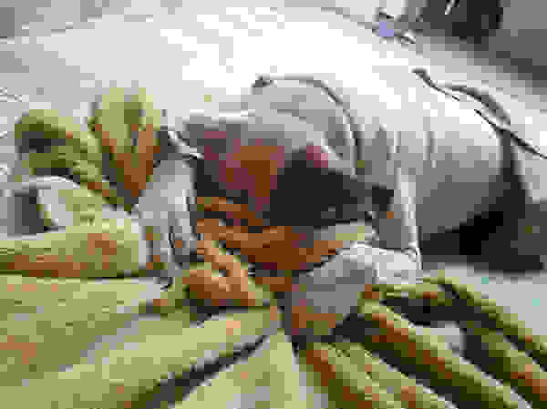 hiding-ninja-funny-dogs-33.jpg