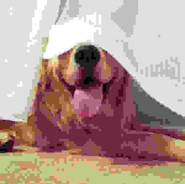 hiding-ninja-funny-dogs-81.jpg