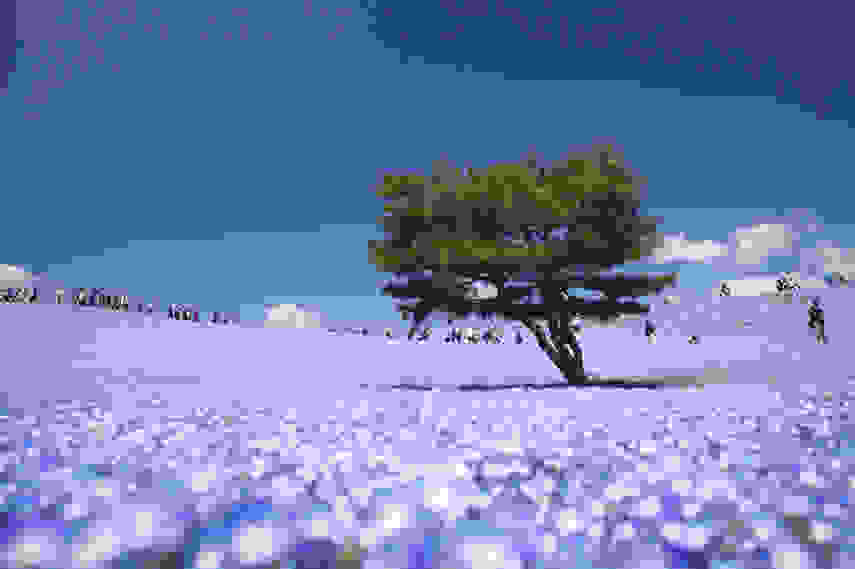 hitachi-seaside-park.jpg