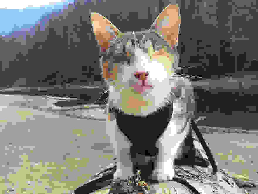 honey-bee-blind-cat-1.jpg