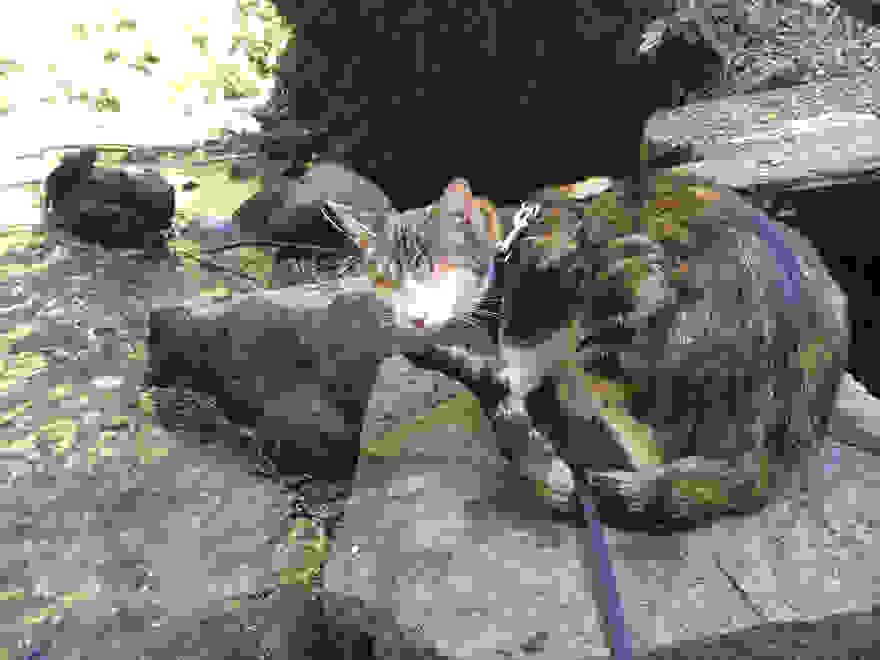 honey-bee-blind-cat-3.jpg