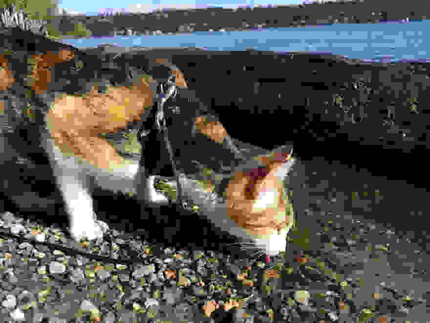 honey-bee-blind-cat-4.jpg