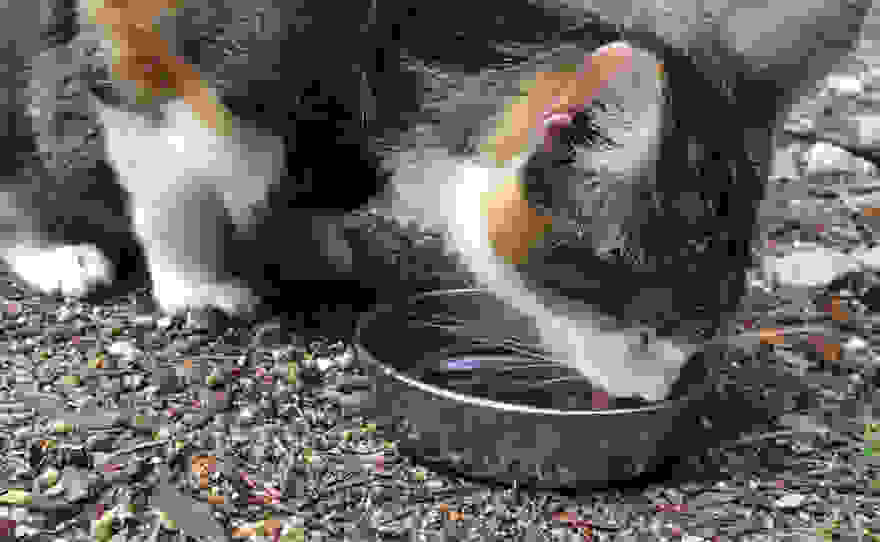 honey-bee-blind-cat-5.jpg