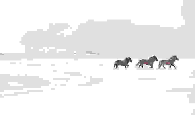 icelandic-horse-photos-drew-doggett-1.jpg