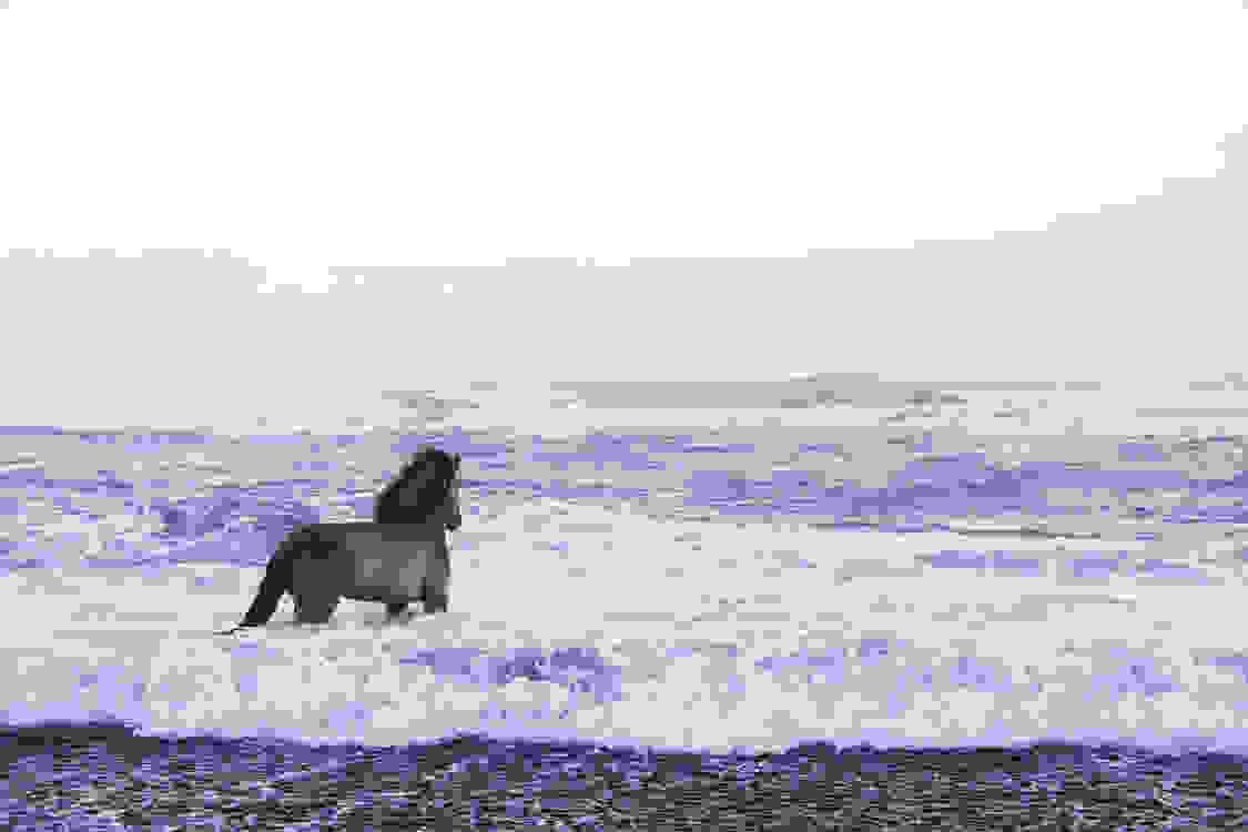 icelandic-horse-photos-drew-doggett-2.jpg