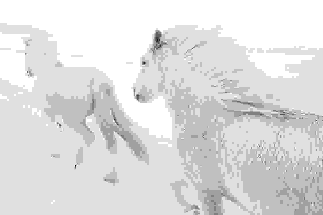 icelandic-horse-photos-drew-doggett-4.jpg