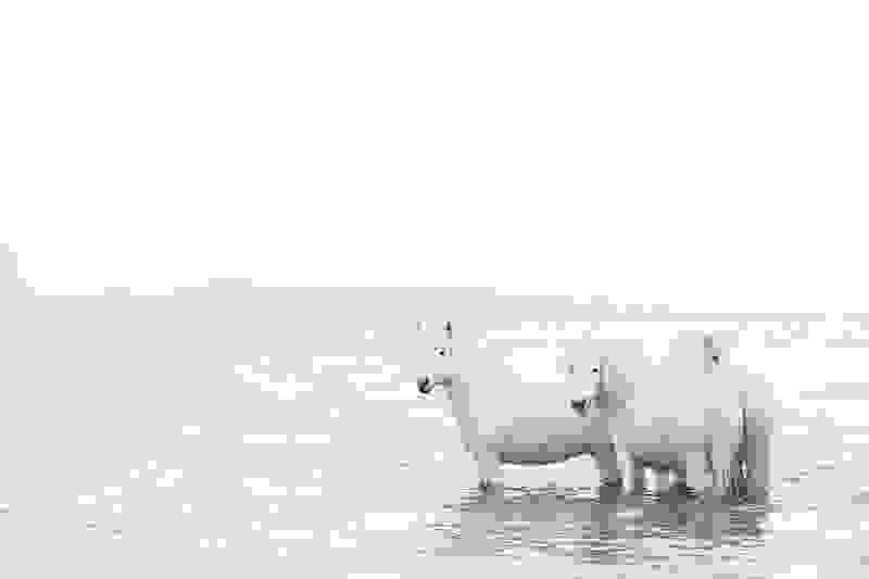 icelandic-horse-photos-drew-doggett-5.jpg