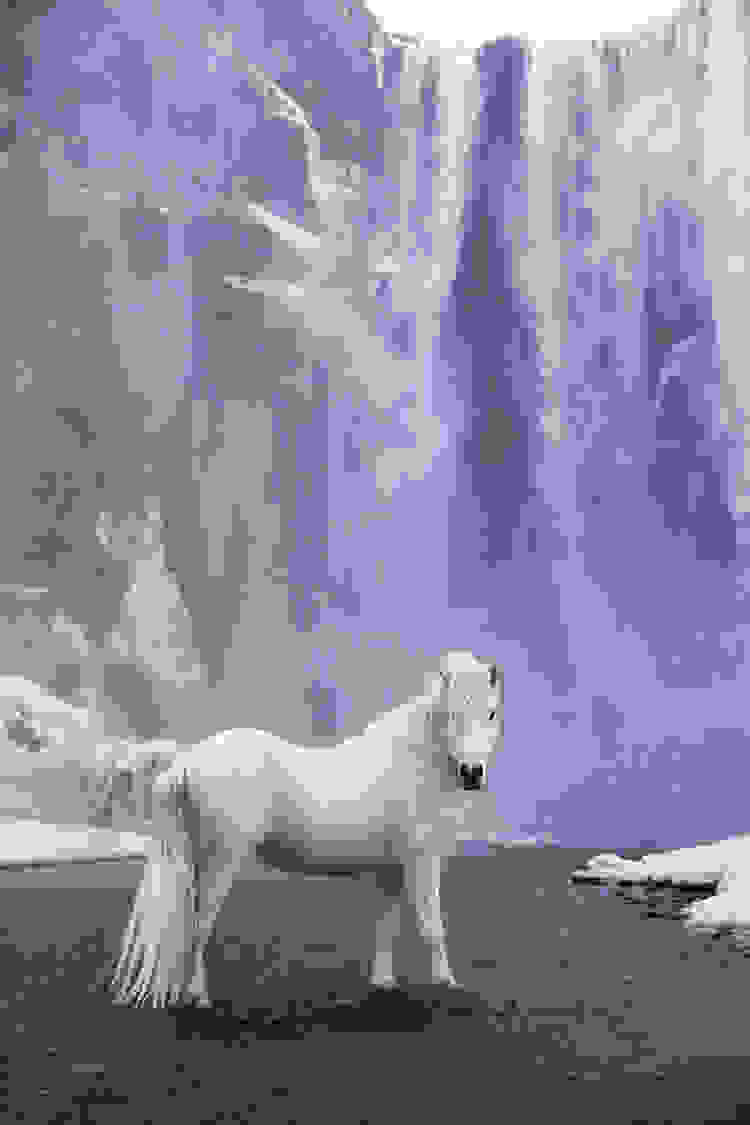 icelandic-horse-photos-drew-doggett-9.jpg