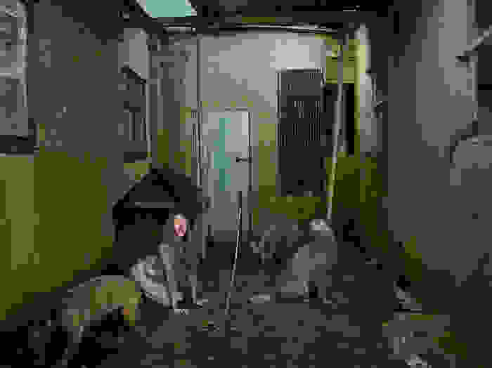 istories-paidion-pou-ezisan-san-agria-zoa-2.jpg