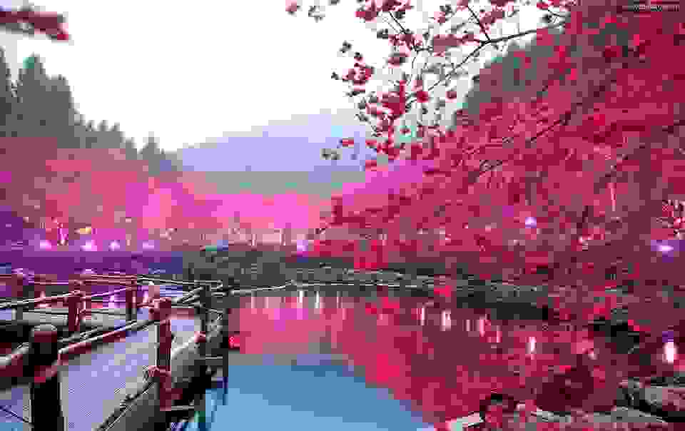 anoiksi-se-olo-ton-kosmo-japan-cherry-blossom.jpg