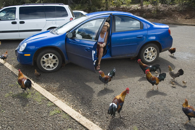kauai-chickens1.jpeg
