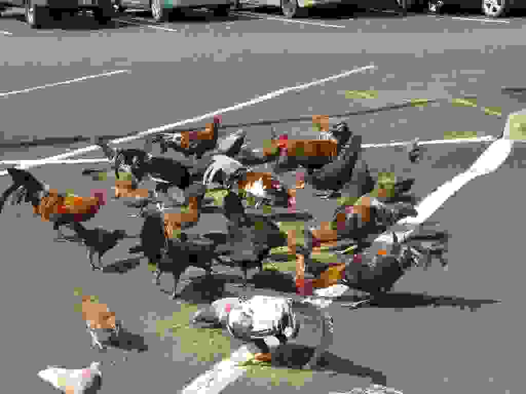 kauai-chickens52.jpg
