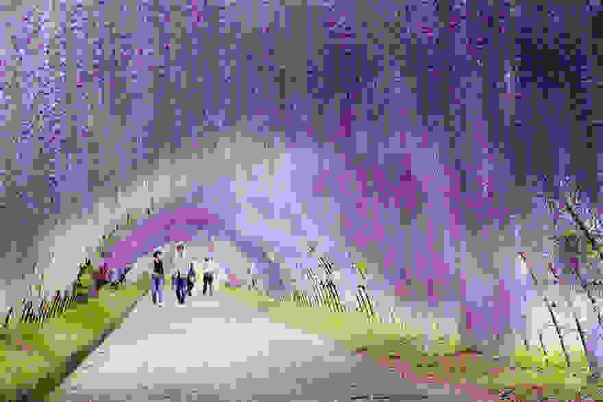 kawachi-fuji-garden.jpg