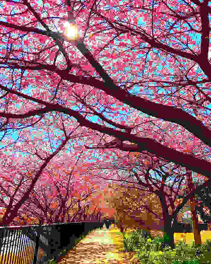 kawazu-cherry-blossoms-shizuoka-japan-3.jpg