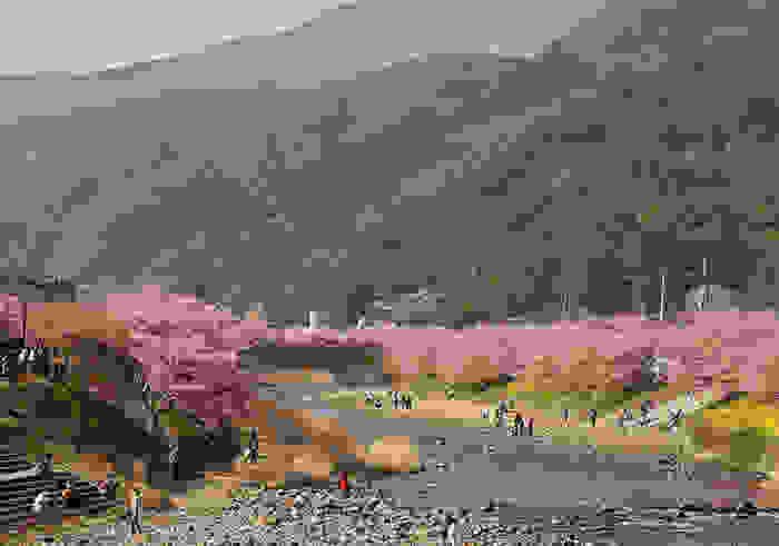 kawazu-cherry-blossoms-shizuoka-japan-5.jpg