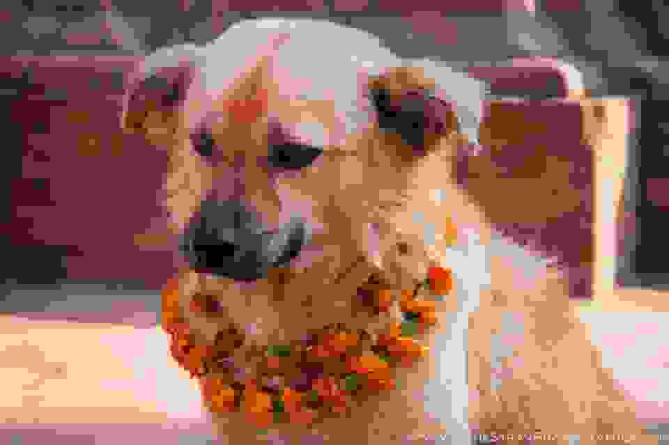 kukur-tihar.jpg