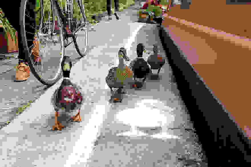 lane-duck-path-london-sharethespace-3.jpg