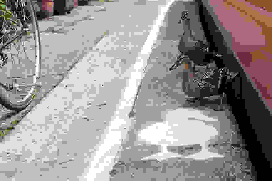 lane-duck-path-london-sharethespace-7.jpg
