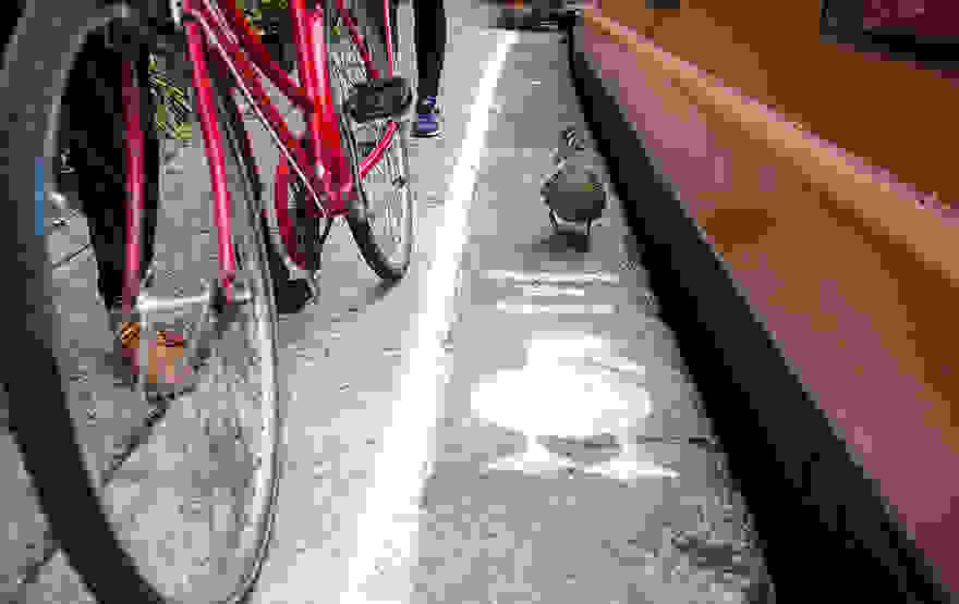 lane-duck-path-london-sharethespace-9.jpg