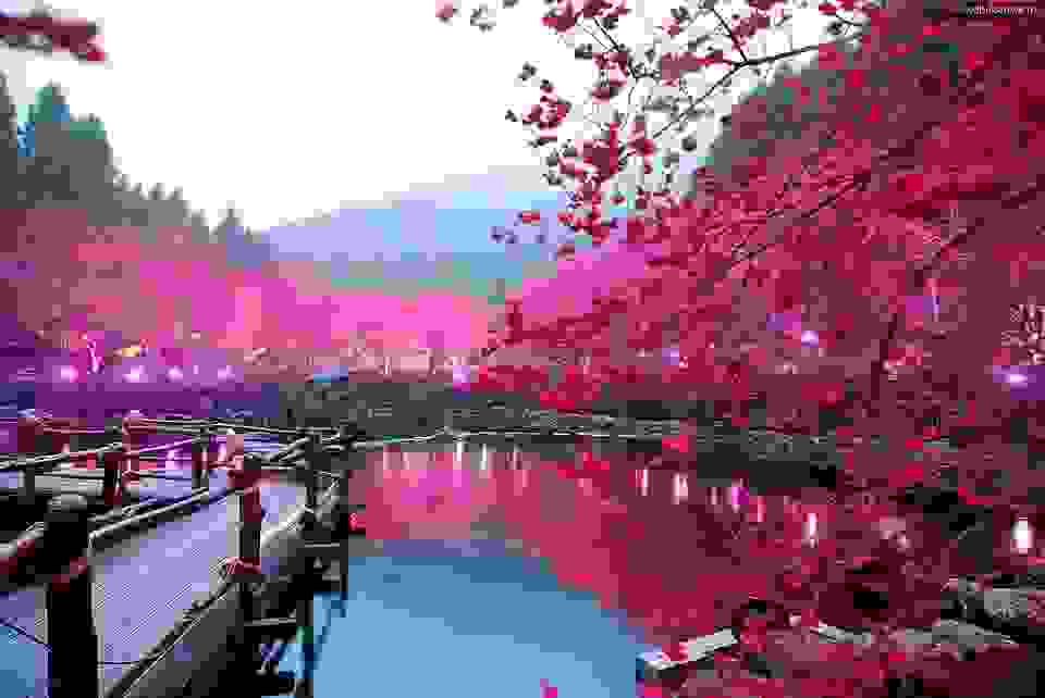 lighted-cherry-blossom-lake-sakura-japan.jpg