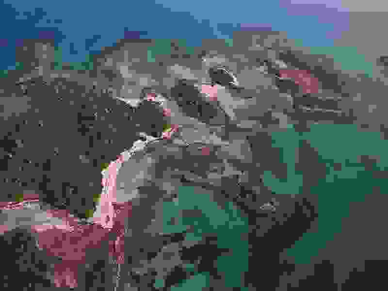 lixadonisia.jpg