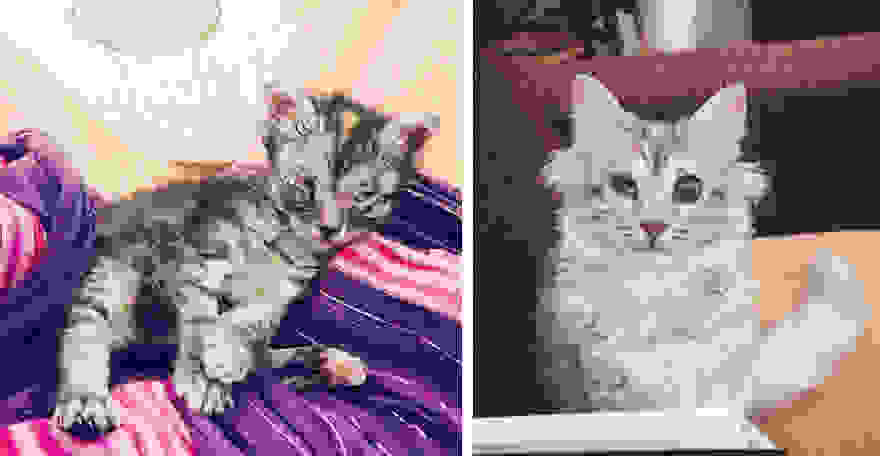 meatball-beforeafter.jpg