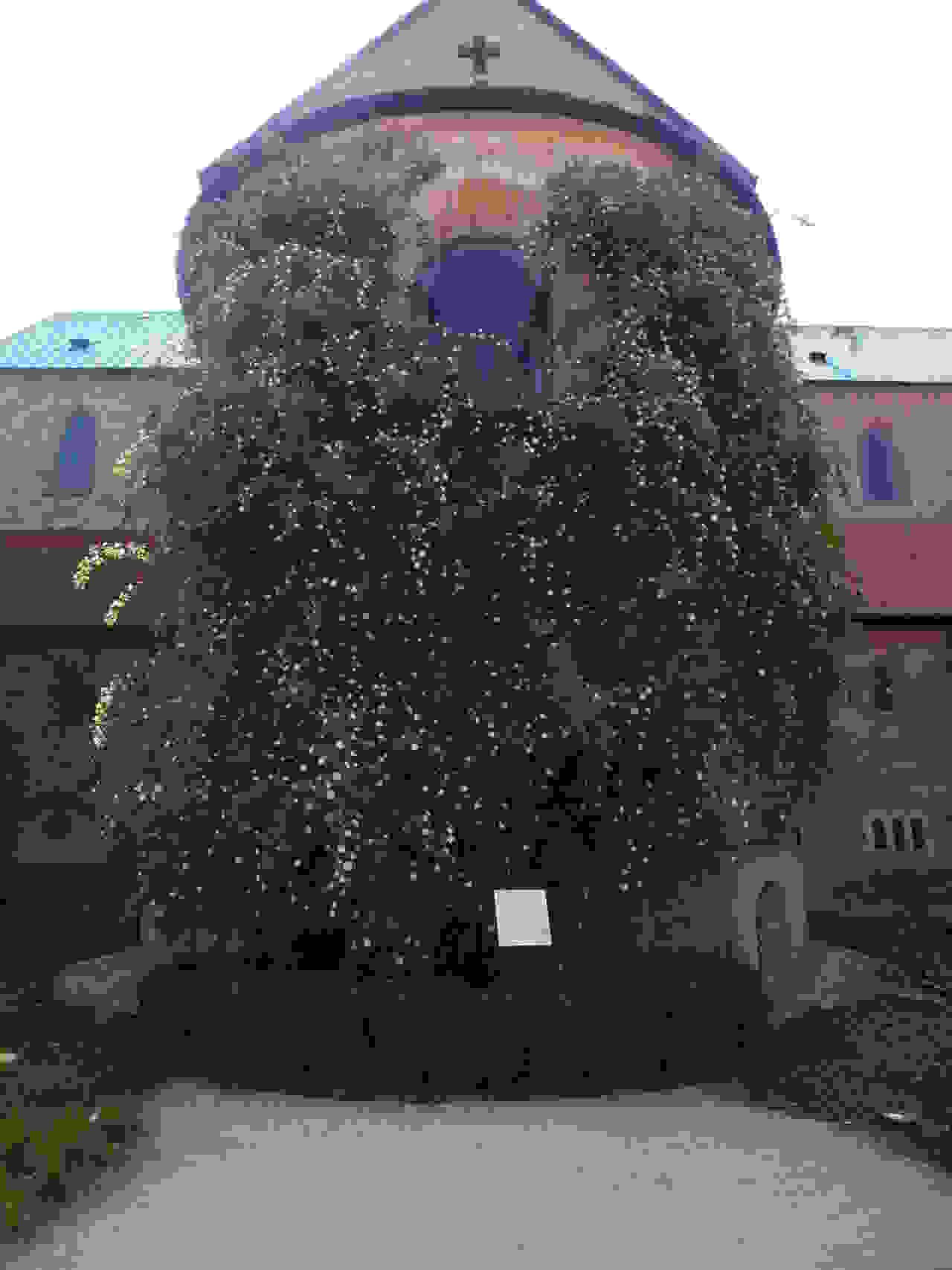 mia-triantafyllia-1-000-eton.jpg