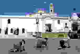 gonata