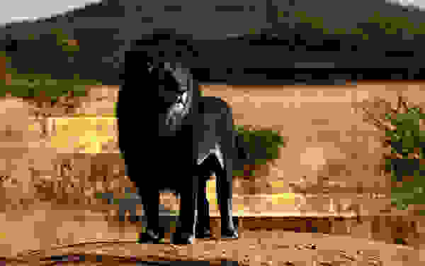melanism1