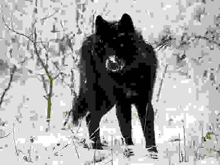 melanism10