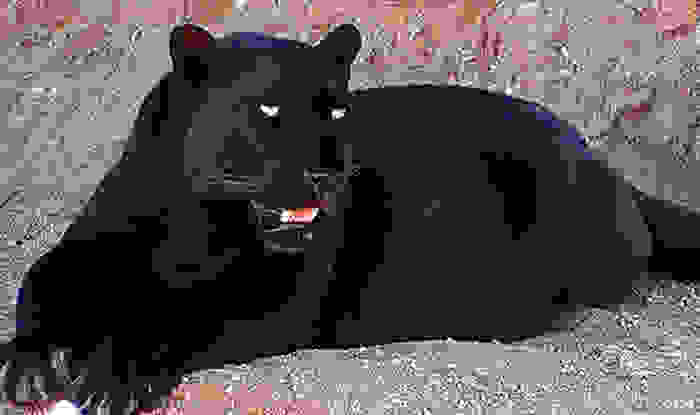 melanism2