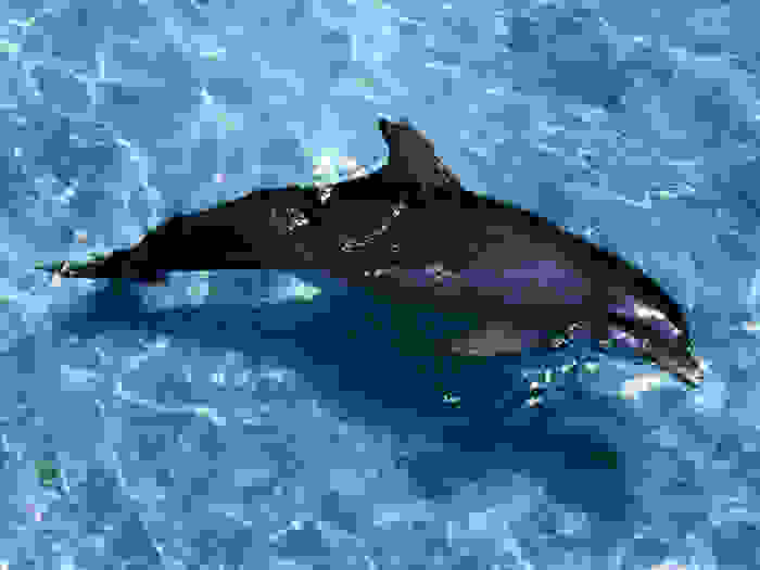 melanism3