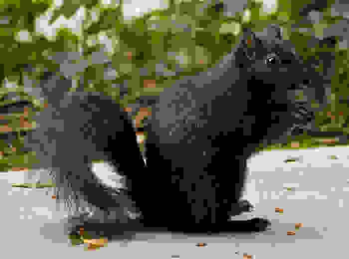 melanism5