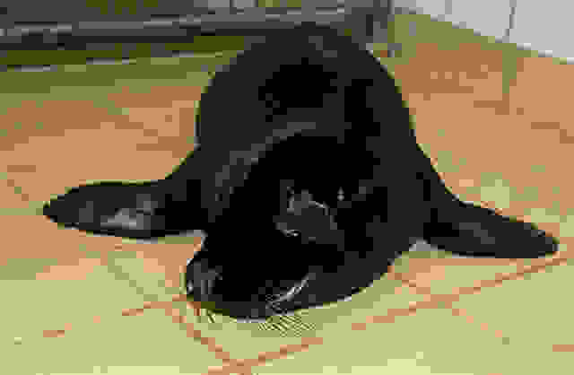 melanism6