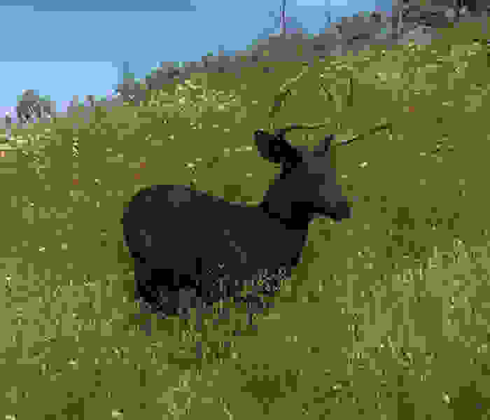 melanism8