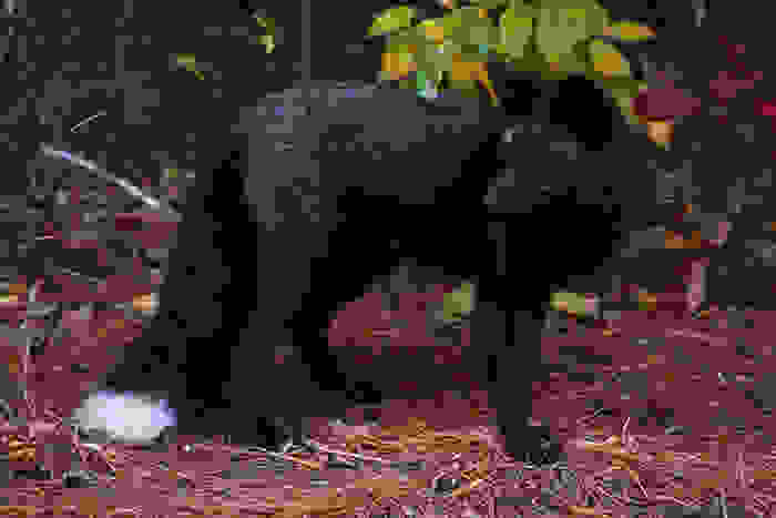 melanism9