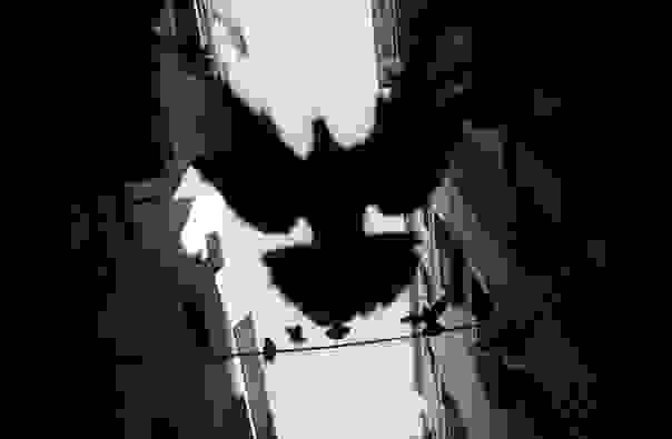 pigeonphoto1
