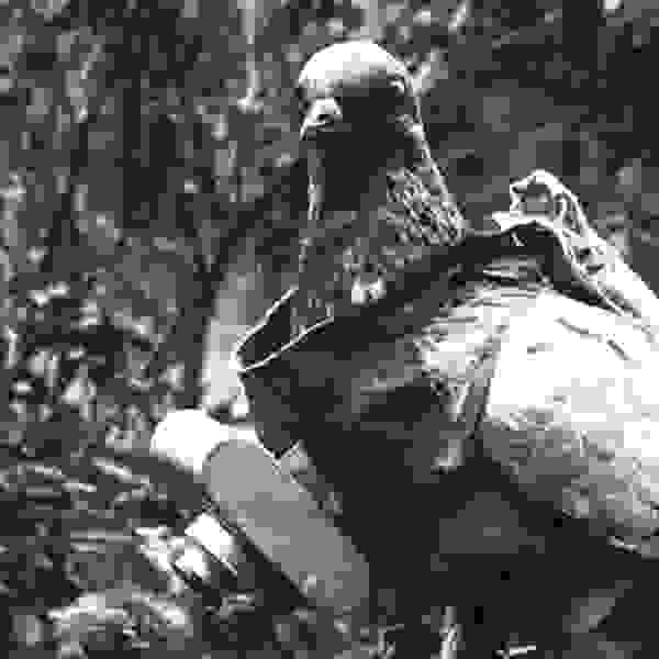 pigeonphoto3