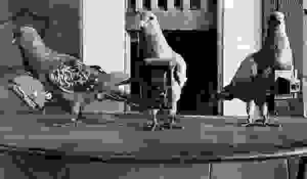 pigeonphoto8