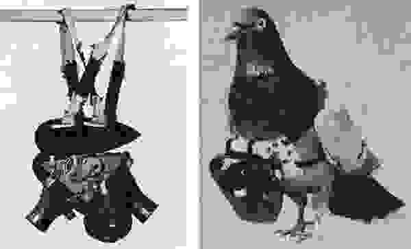 pigeonphoto9