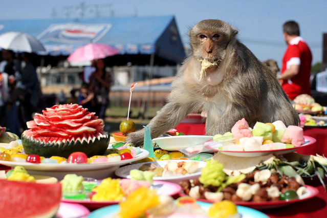 monkey-thailand-medium.jpeg