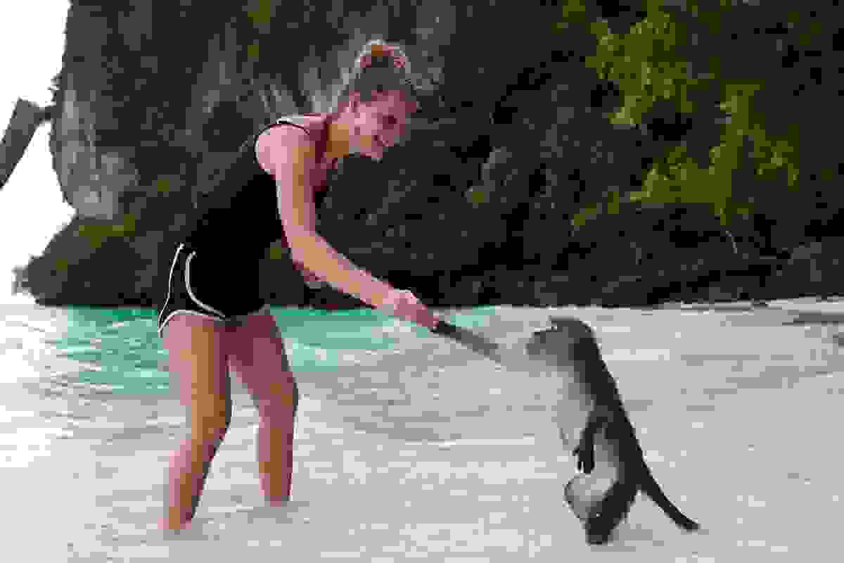 monkey-thailand.jpg