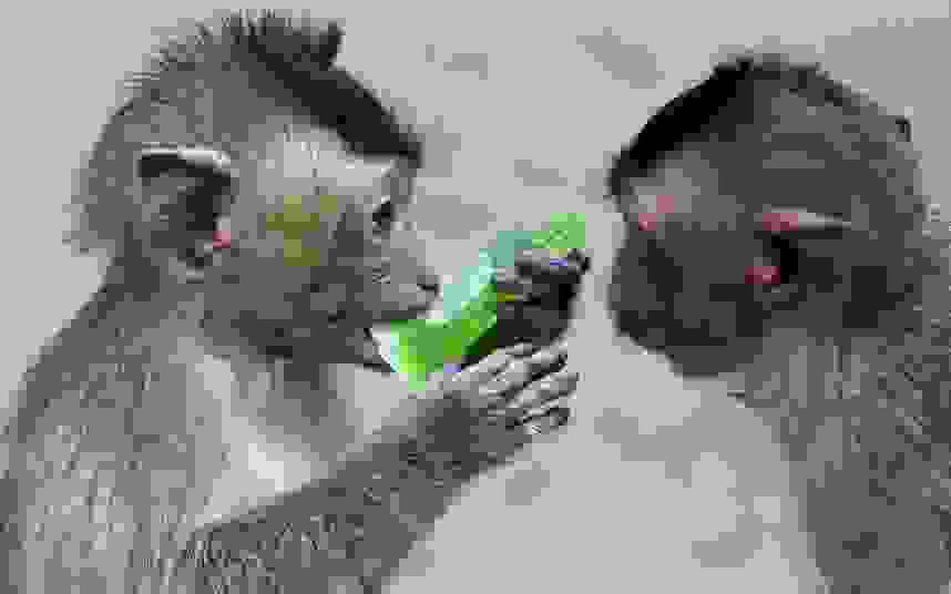 monkey-thailand1.jpg