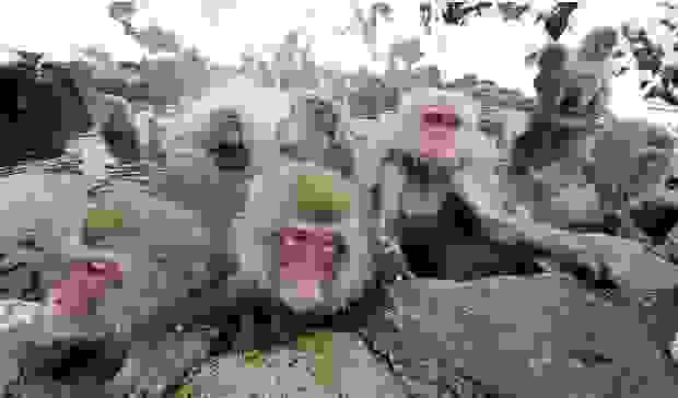 monkeys_1.jpg