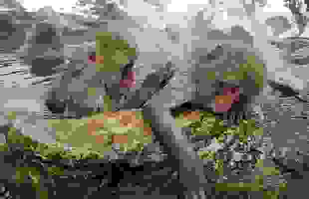 monkeys_10.jpg