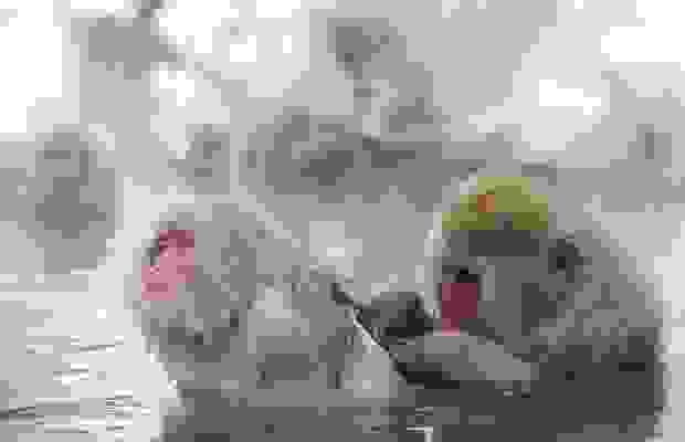 monkeys_11.jpg
